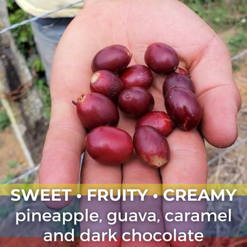 Colombia Huila 36 Hour Pacamara
